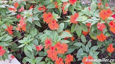 Anissa Miller as big-assed snow white