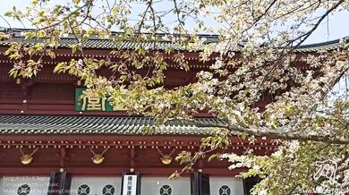 Exploring Tokyo's Giant Sex Shops